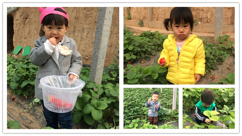 BBunion国际早教石家庄中心活动花絮:相约在春天,踏青采摘季 BBunion国际早教石家庄中心活动花絮:相约在春天,踏青采摘季