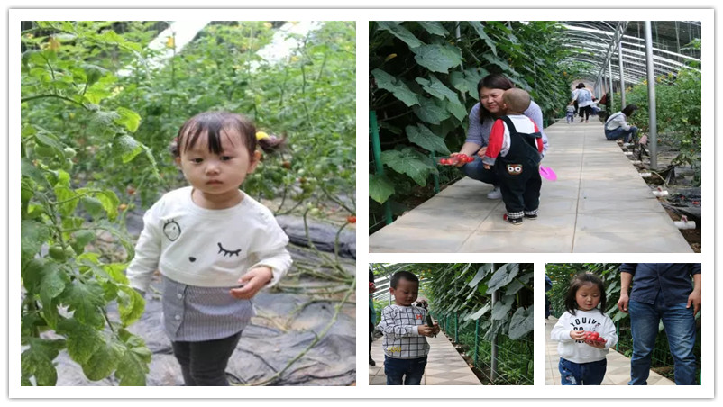 BBunion国际早教邯郸中心活动花絮：春季采摘